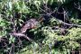 Amazonas06 - 257 * Hoatzin.